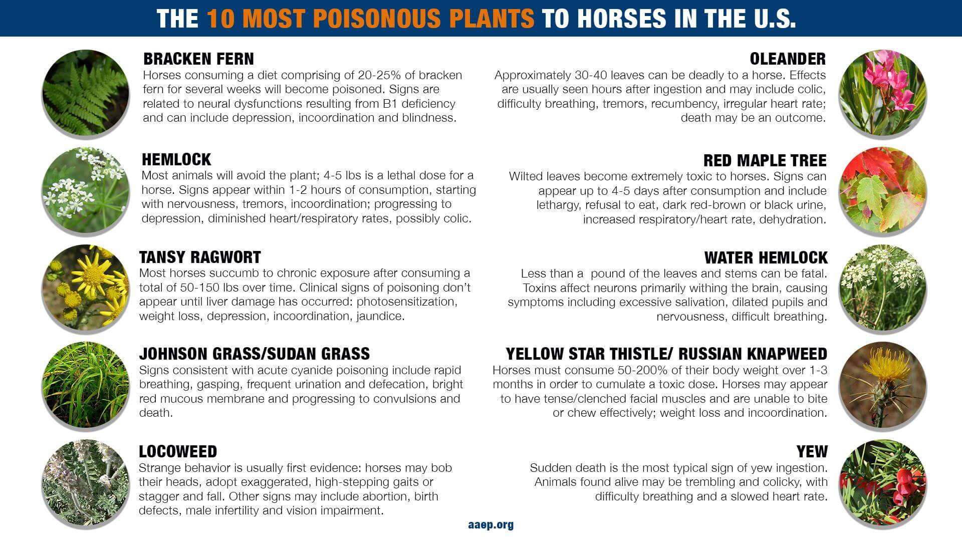 Which Hedges Are Poisonous To Horses